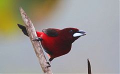 Crimson-backed Tanager